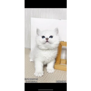  英短银渐层/银点 公DD英短银渐层/银点/公DD/银渐层色/
