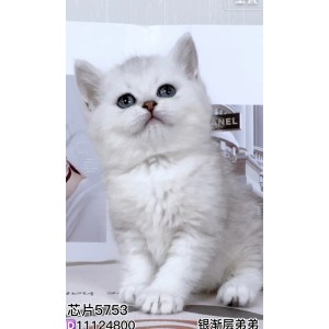  英短银渐层/银点 公DD英短银渐层/银点/公DD/