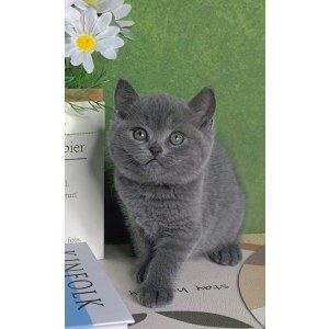  英短蓝猫 公DD英短蓝猫/公DD/