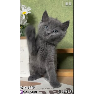  英短蓝猫 公DD英短蓝猫/公DD/