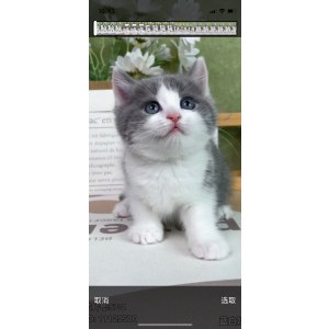  英短蓝白猫 母MM英短蓝白猫/母MM/蓝白色/