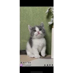  英短蓝白猫 母MM英短蓝白猫/母MM/