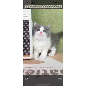 英短蓝白猫 公DD英短蓝白猫/公DD/蓝白色/