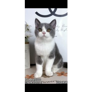  英短蓝白猫 公DD英短蓝白猫