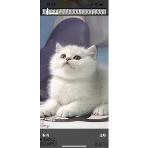  英短银渐层/银点 公DD英短银渐层/银点/公DD/银点色/