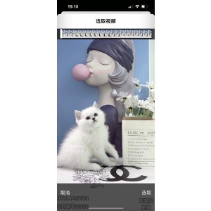  英短银渐层/银点 公DD英短银渐层/银点/公DD/