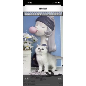  英短银渐层/银点 母MM英短银渐层/银点/母MM/62