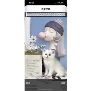  英短银渐层/银点 公DD英短银渐层/银点/公DD/