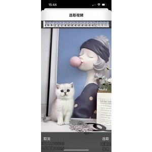 英短银渐层/银点 公DD英短银渐层/银点/公DD/
