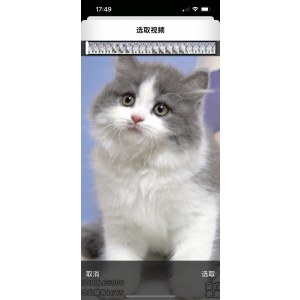  英短蓝白猫 公DD英短蓝白猫/公DD/