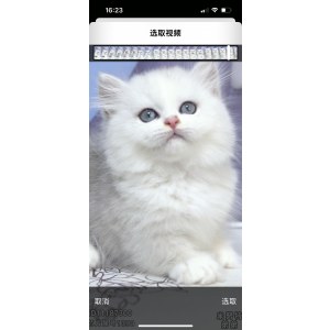  米努特 公DD米努特/公DD/