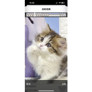  米努特 母MM米努特/母MM/2023-07-23