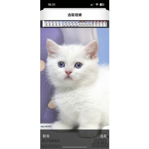  曼基康(矮脚猫) 公DD曼基康(矮脚猫)/公DD/2023-07-27