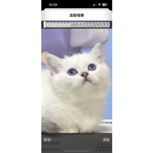  曼基康(矮脚猫) 母MM曼基康(矮脚猫)