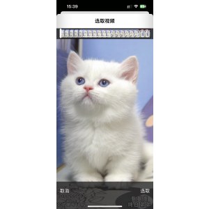  曼基康(矮脚猫) 公DD曼基康(矮脚猫)