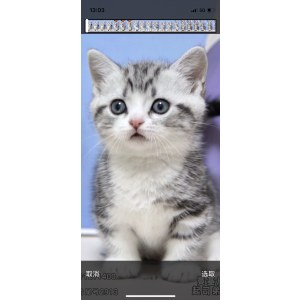  曼基康(矮脚猫) 公DD曼基康(矮脚猫)/公DD/2023-08-17