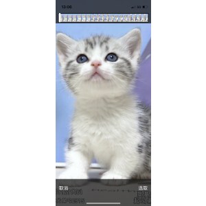  曼基康(矮脚猫) 公DD曼基康(矮脚猫)/公DD/2023-08-17