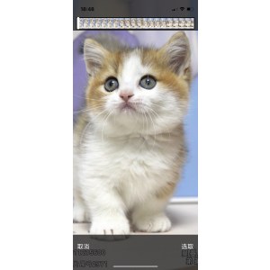  曼基康(矮脚猫) 公DD曼基康(矮脚猫)/公DD/2023-08-21