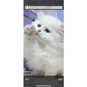  米努特 公DD米努特/公DD/