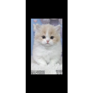  米努特 公DD米努特/公DD/2023-09-18