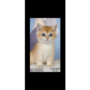  曼基康(矮脚猫) 公DD曼基康(矮脚猫)/公DD/2023-09-20