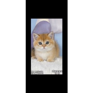  曼基康(矮脚猫) 母MM曼基康(矮脚猫)/母MM/2023-09-20