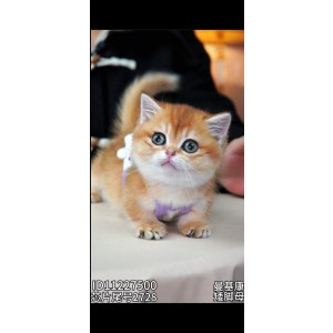  曼基康(矮脚猫) 母MM曼基康(矮脚猫)/母MM/金渐层色/2023-09-24