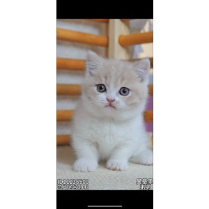  曼基康(矮脚猫) 公DD曼基康(矮脚猫)