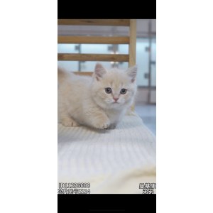  曼基康(矮脚猫) 公DD曼基康(矮脚猫)