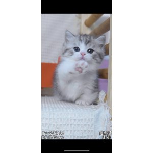  曼基康(矮脚猫) 公DD曼基康(矮脚猫)