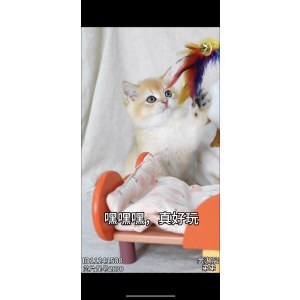  英短金渐层/蓝金/金点 公DD英短金渐层/蓝金/金点