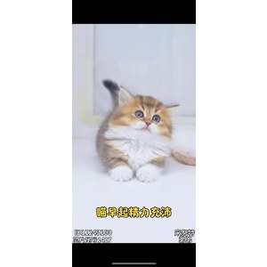  米努特 公DD米努特