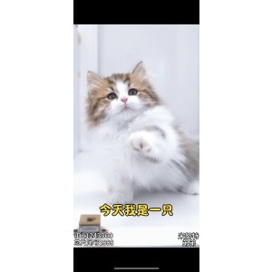  米努特 公DD米努特/公DD/金加白/2023-11-06