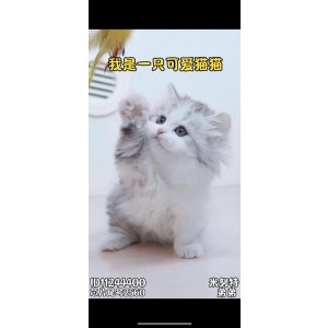  米努特 公DD米努特