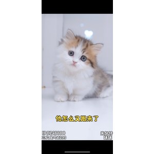  米努特 母MM米努特