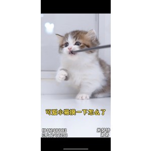  米努特 公DD米努特