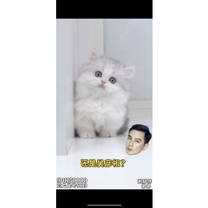  米努特 公DD米努特