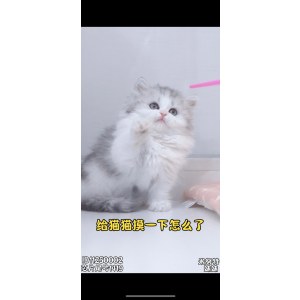  米努特 母MM米努特