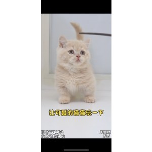  曼基康(矮脚猫) 公DD曼基康(矮脚猫)/乳色/2023-11-29