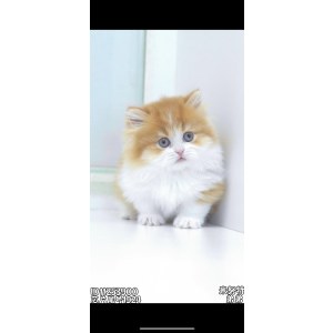  米努特 公DD米努特