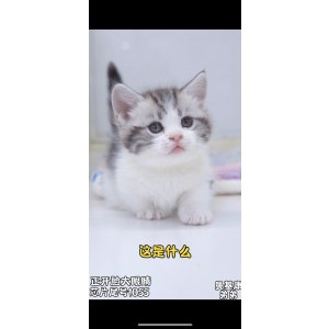  曼基康(矮脚猫) 公DD曼基康(矮脚猫)