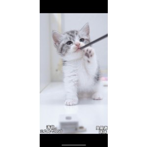  曼基康(矮脚猫) 母MM曼基康(矮脚猫)