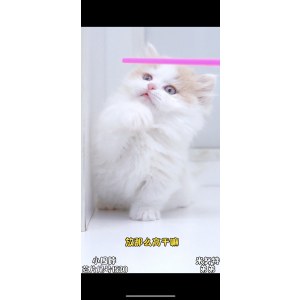  米努特 公DD米努特