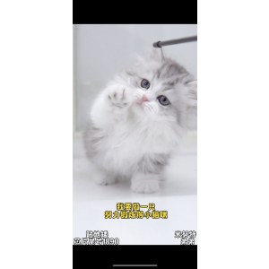  米努特 公DD米努特