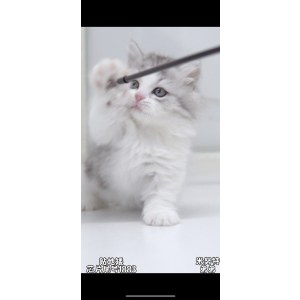  米努特 公DD米努特