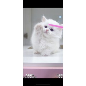  米努特 母MM米努特/母MM/白色/2024-01-06