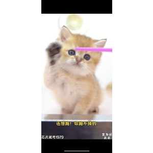  英短金渐层/蓝金/金点 公DD英短金渐层/蓝金/金点/公DD/金渐层色/2024-01-21