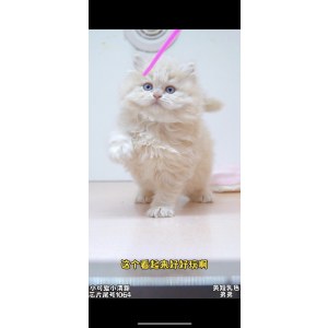  英短乳白/乳色及其他 公DD英短乳白/乳色及其他/公DD/乳色/2024-01-15