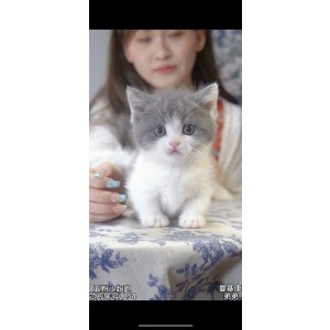  曼基康(矮脚猫) 公DD曼基康(矮脚猫)
