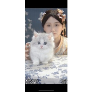  米努特 公DD米努特/公DD/银虎斑加白/2024-01-25